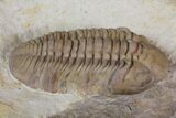 Bargain, Lochovella (Reedops) Trilobite - Oklahoma #137270-3